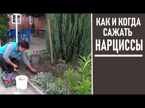 Kiedy sadzić i jak sadzić żonkile Sadzenie żonkili jesienią