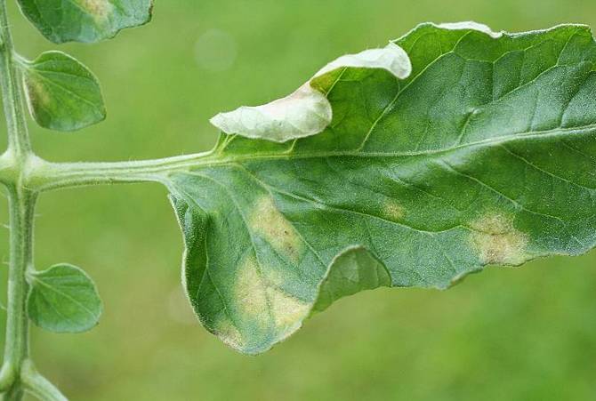 Het blad aan tomatenstruiken wordt geel tussen de bladnerven en krult omhoog.