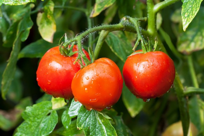 Gebrek aan voedingsstoffen in tomaten