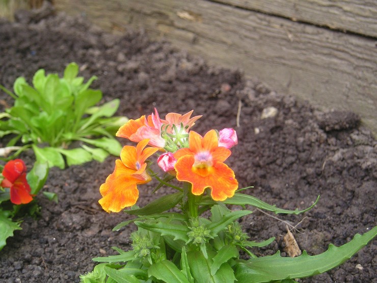 Nemesia planten in de volle grond