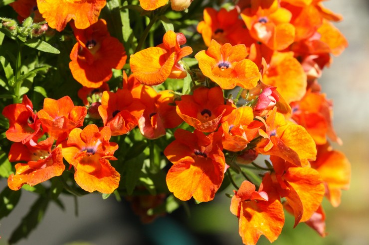 Nemesia - planten en verzorgen in het open veld. Nemesia kweken uit zaden, reproductiemethoden. Beschrijving, soorten. Foto