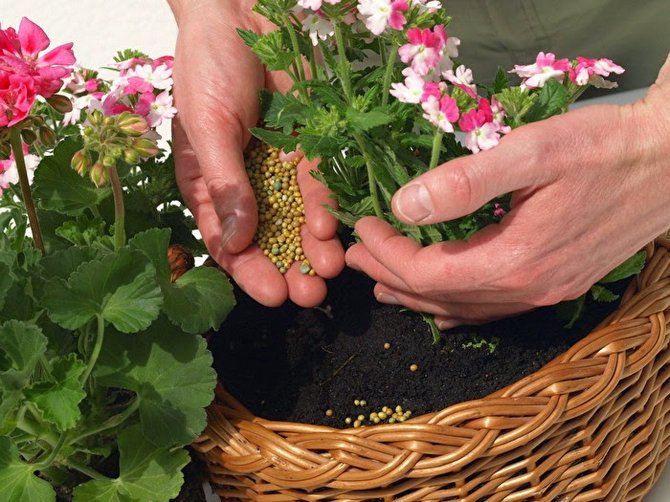 Meststoffen en sporenelementen. Planten en bloemen voeden. Complexe meststof