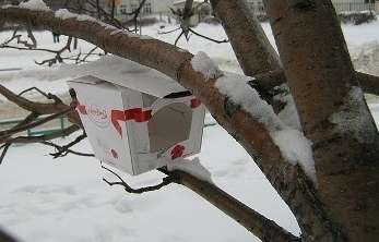 An ordinary cardboard box can successfully serve as a dining room for birds!