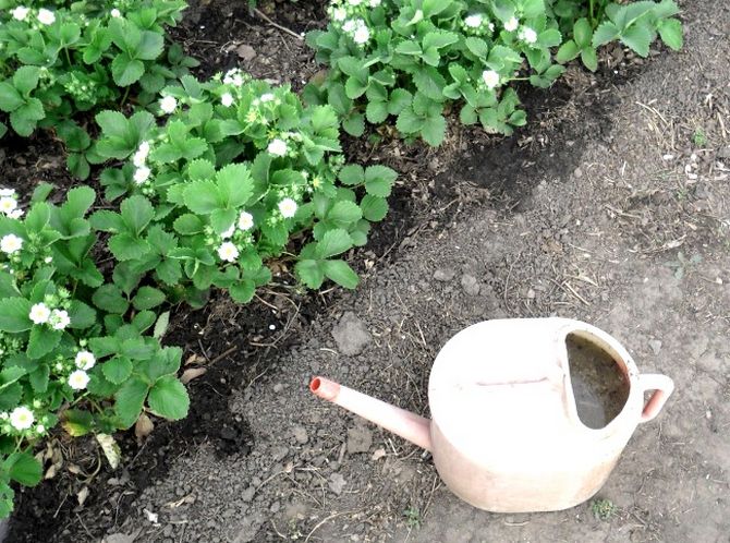 Features of caring for strawberry bushes after harvest