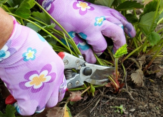 Pruning strawberry bushes in autumn