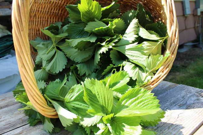 Pruning strawberries in the fall and preparing for winter