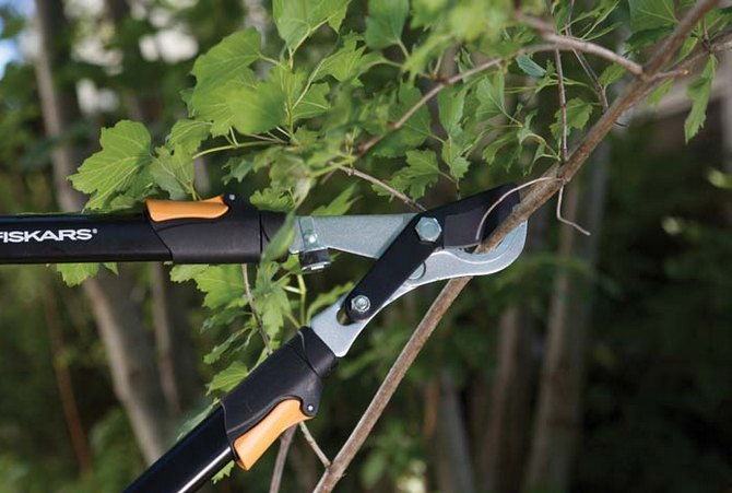 Thickening of the bush should be avoided by destroying the shoots growing from the middle of the bush.