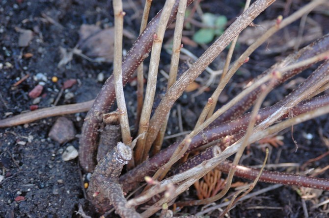 First, lifeless and diseased branches are removed