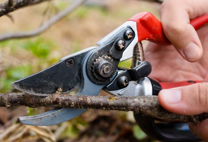 Currant pruning. When and how to properly trim the currant bush