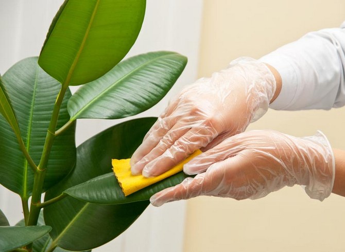 Cleaning plant leaves from dust and dirt. How to properly wipe indoor plants