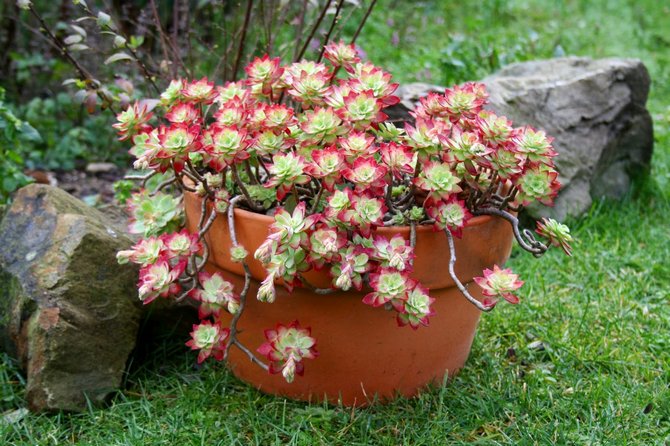 Rozchodnik (sedum): opieka domowa