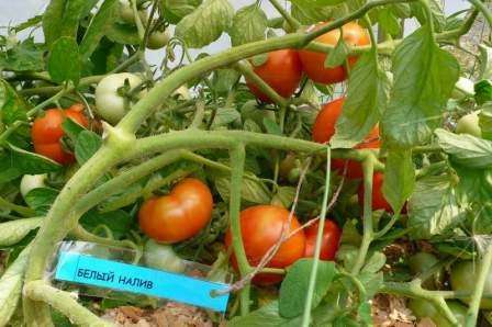 Volgens de beschrijving van het tomatenras Witte vulling heeft het een dichte schil die bestand is tegen scheuren.