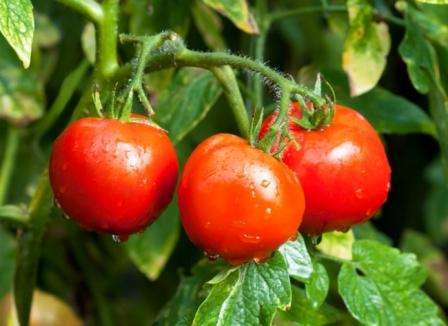Volgens tuinders kan deze tomaat een van de best gekweekte worden genoemd tijdens het tijdperk van de Sovjetselectie in de jaren 60.