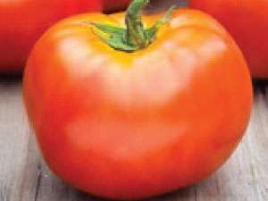 Het is moeilijk om de kenmerken van een tomaat Witte vulling alleen te beoordelen op het uiterlijk en de foto, dus het is het beste om de beschrijving te lezen