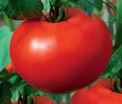 Witte tomatenvulling: kenmerken en beschrijving van de variëteit, beoordelingen van tuinders