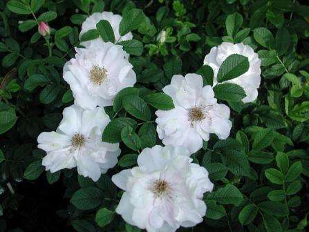 Liefhebbers van witte bloemen zullen dol zijn op deze Canadese rozensoort. De grootte van de Henry Hudson-struik is maximaal 1,5 m met een breedte tot 1,25 m.
