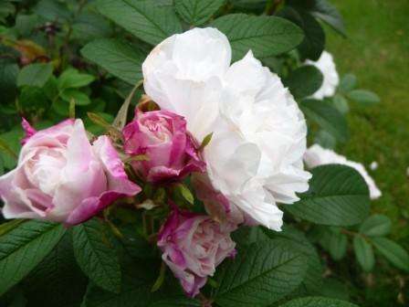 Een ander type witte Canadese roos is Louise Banier. Volgens de beschrijving van de veredelaars heeft dit ras grote bloemen,