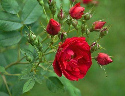 Róże kanadyjskie: opis odmian fotograficznych