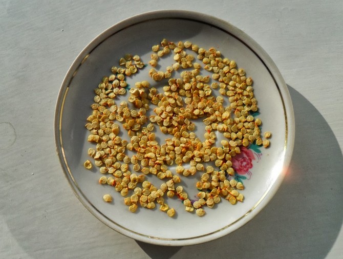 Preparing seeds for planting seedlings