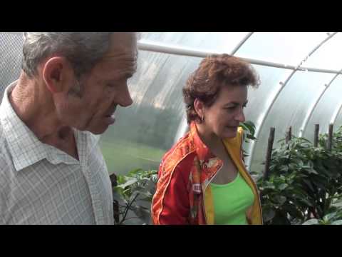 Super peppers in a greenhouse on 6 acres !. Site