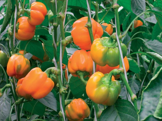 The best way to grow peppers in the greenhouse and outdoors