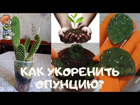 Hogyan lehet gyökeret verni egy szerény, gyorsan növekvő tüskés körte kaktusznak (Opuntia)? Szaporítás dugványokkal