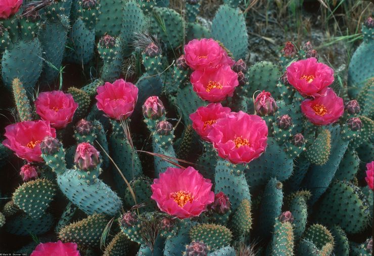 Opuntia haza