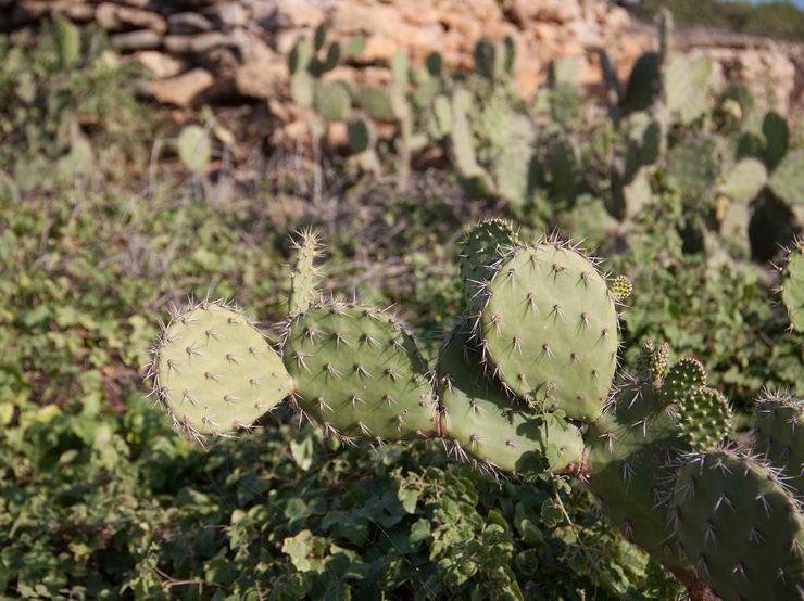 Opuntia curasavskaya