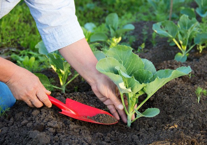 Bio palánták és szobanövények takarmánya