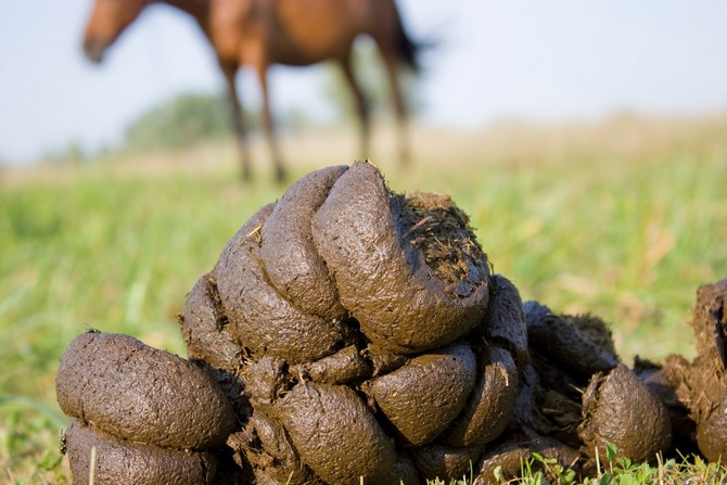 You can use horse or cow manure to prepare fertilizer.