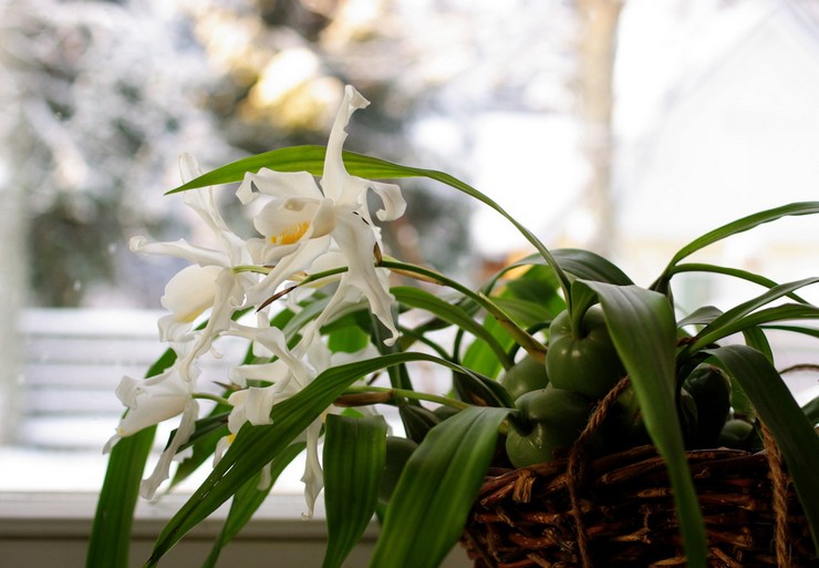 Thuis voor de cellogin-orchidee zorgen