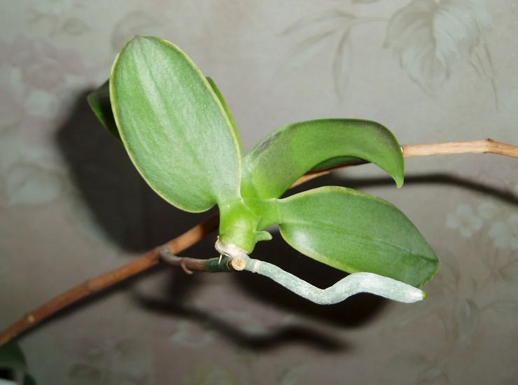 Voortplantingsmethoden van de phalaenopsis-orchidee