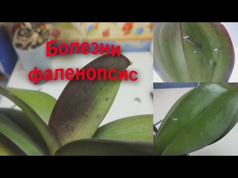 Phalaenopsis Orchideeën Ziekten Vragen
