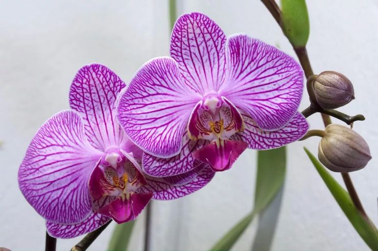 Beschrijving van de phalaenopsis orchidee