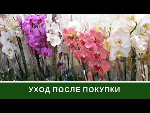 Orchideeënverzorging na aankoop �� Phalaenopsis Orchid