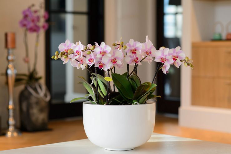 Thuis de phalaenopsis orchidee verzorgen