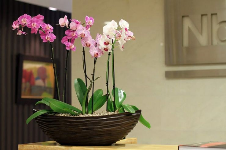 Phalaenopsis Orchidee