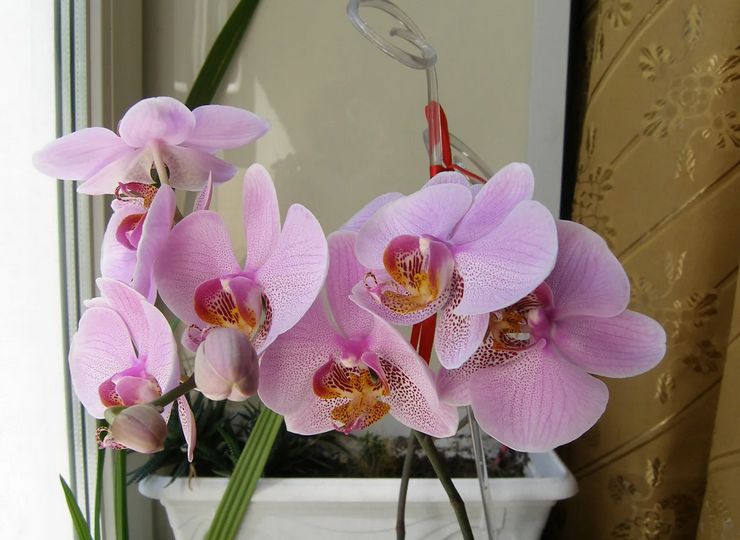 Phalaenopsis bloeiperiode