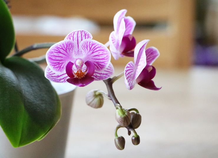 Phalaenopsis Orchidee