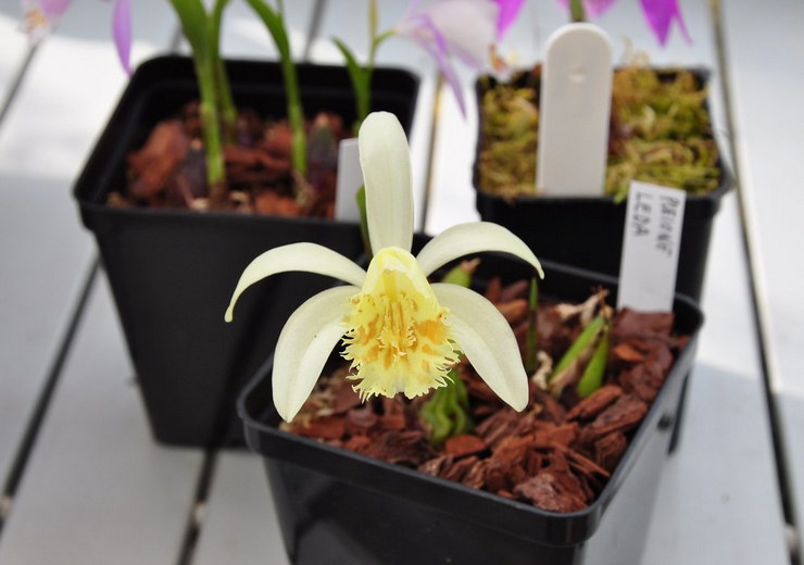 Pleione is bred on a loose, airy substrate