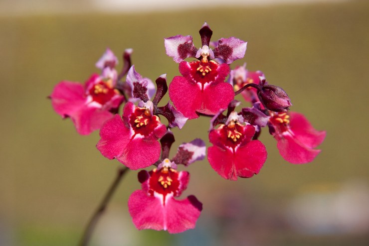 Beschrijving van tolumnea-orchideeën