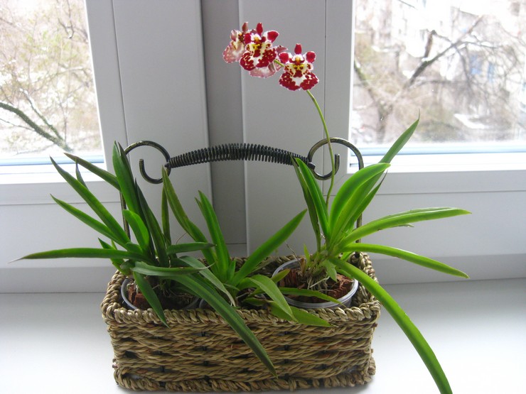 Tolumnia orchideeënverzorging thuis