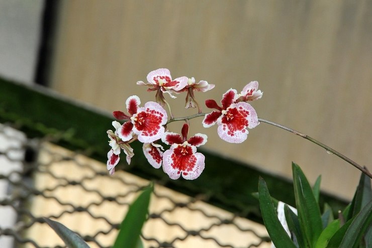 Tolumnia orchidee