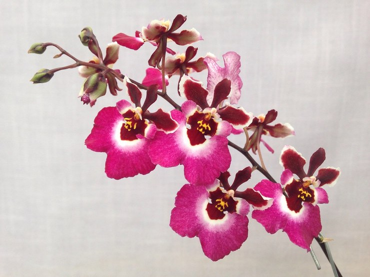 Tolumnia orchidee