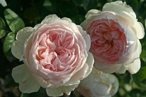 Angielską różę parkową można skręcać i spryskiwać. Pąki są niezwykłej urody z podwójnymi płatkami i słodkim zapachem. Róża angielska może ozdobić absolutnie każdy obszar.