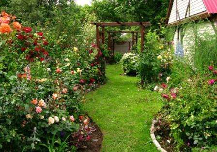 In bijna alle composities van tuinontwerpen kunt u planten opnemen die metgezellen van rozen zullen zijn.