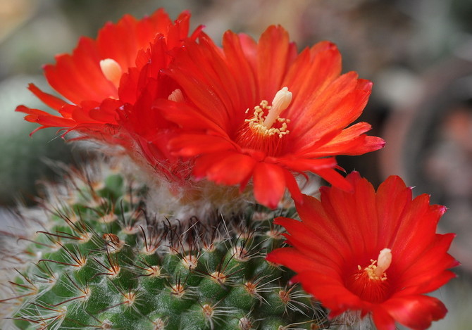 Cactusparodie - thuiszorg. Parodieteelt, transplantatie en reproductie. Beschrijving, soorten. Foto