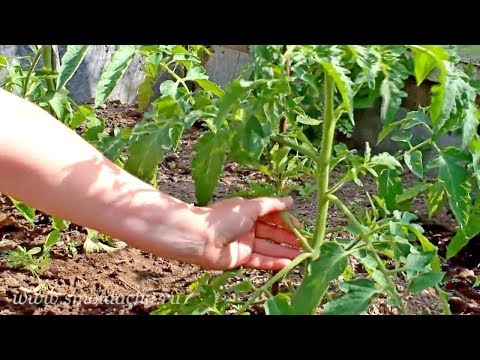 Trawie pomidory