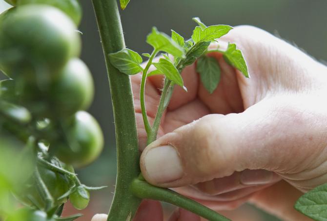 Zbieranie pomidorów: jak i kiedy to zrobić
