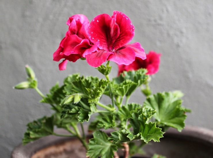 A királyi pelargonium jól reagál a virágzás alatti bőséges öntözésre